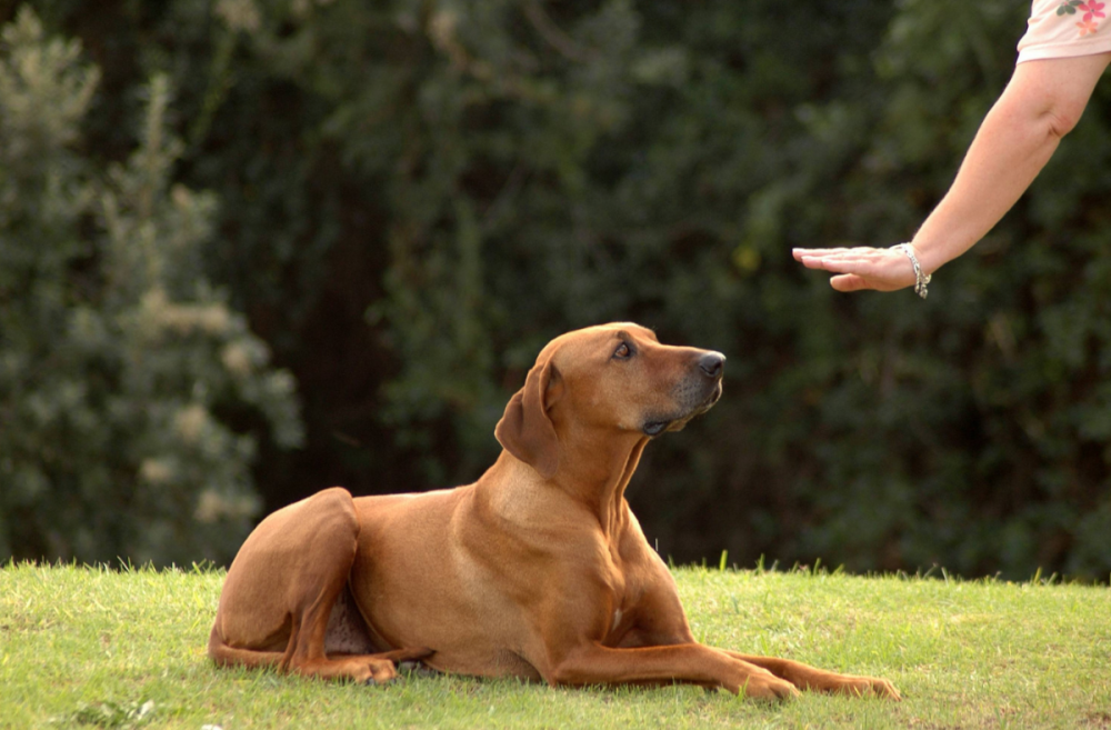 Best dog obedience store training